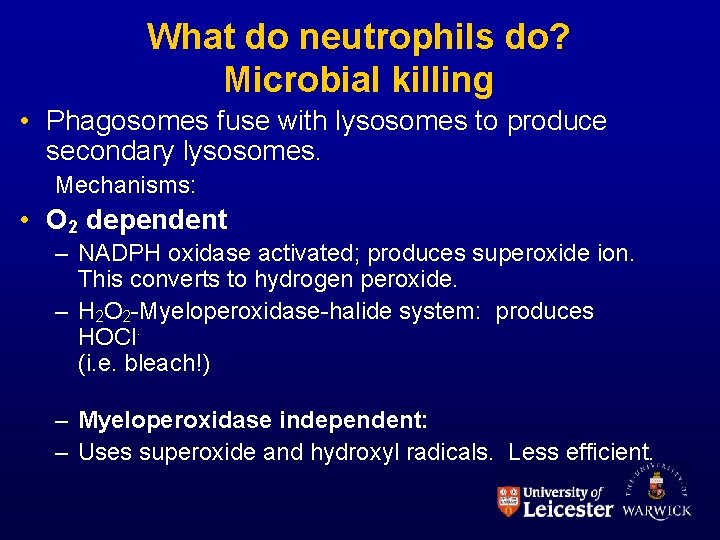 What do neutrophils do? Microbial killing • Phagosomes fuse with lysosomes to produce secondary