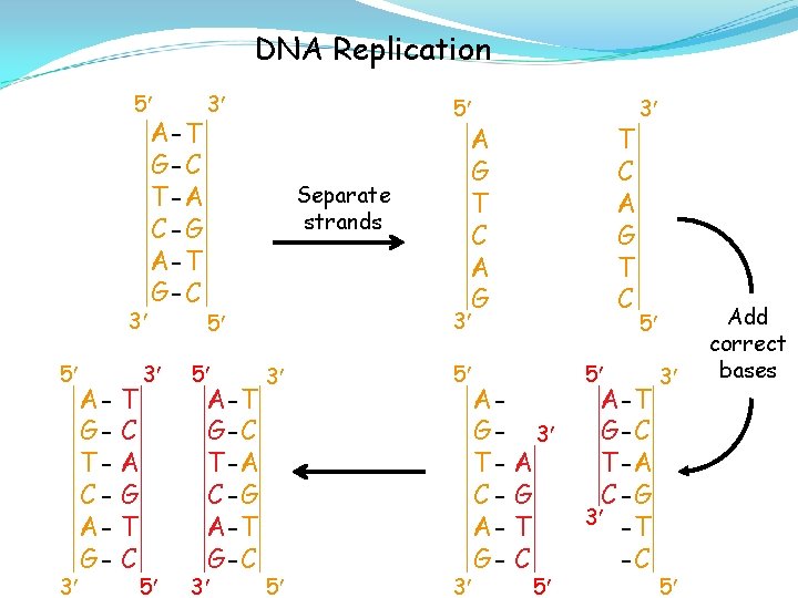 DNA Replication 5 3 AGTCAG- T C A G T C A- T G-