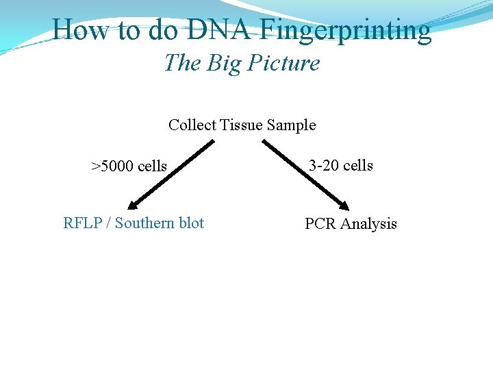 How to do DNA Fingerprinting The Big Picture Collect Tissue Sample >5000 cells RFLP