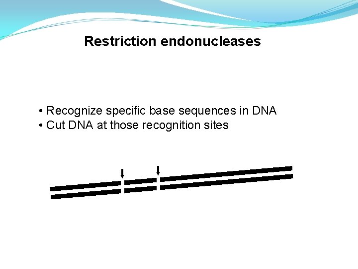 Restriction endonucleases • Recognize specific base sequences in DNA • Cut DNA at those