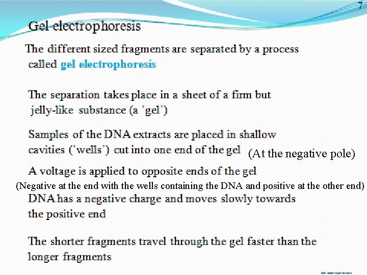 (At the negative pole) (Negative at the end with the wells containing the DNA