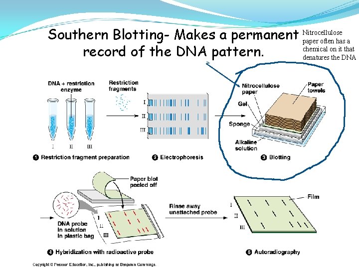 Southern Blotting- Makes a permanent Nitrocellulose paper often has a chemical on it that