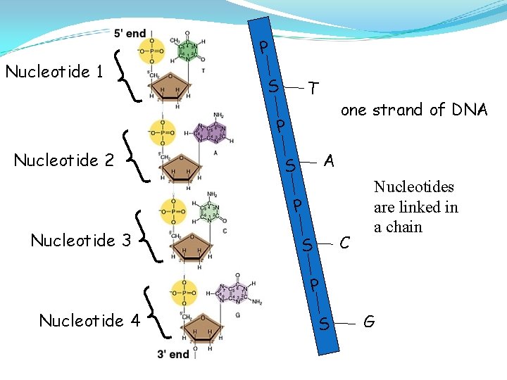 P Nucleotide 1 S T one strand of DNA P Nucleotide 2 A S