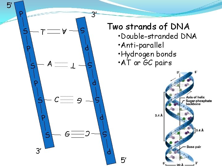 P 3’ S T Two strands of DNA S A • Double-stranded DNA •