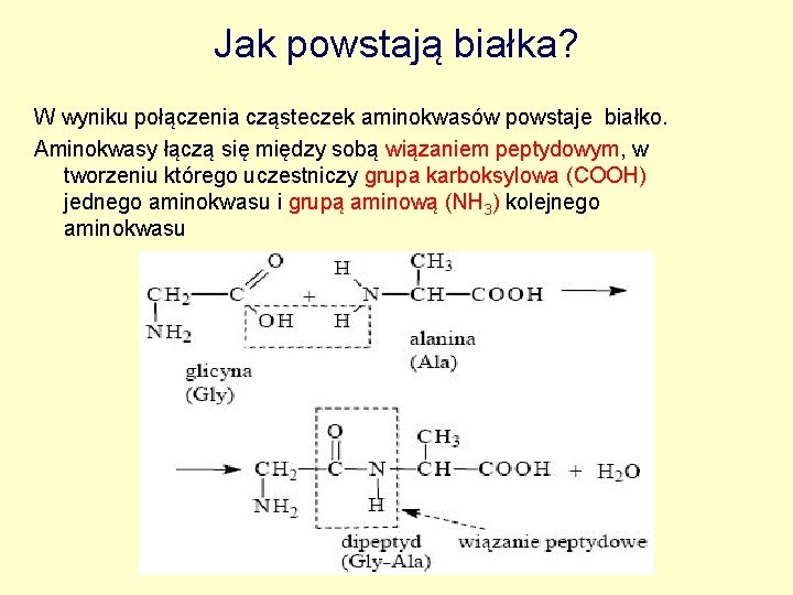 Jak powstają białka? W wyniku połączenia cząsteczek aminokwasów powstaje białko. Aminokwasy łączą się między