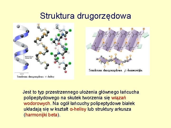 Struktura drugorzędowa Jest to typ przestrzennego ułożenia głównego łańcucha polipeptydowego na skutek tworzenia się