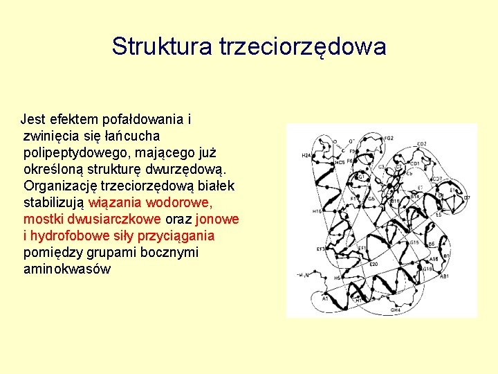 Struktura trzeciorzędowa Jest efektem pofałdowania i zwinięcia się łańcucha polipeptydowego, mającego już określoną strukturę