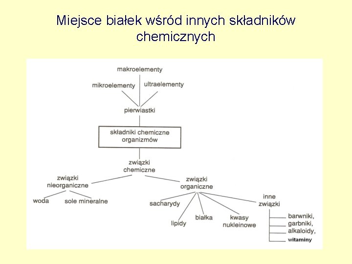 Miejsce białek wśród innych składników chemicznych 