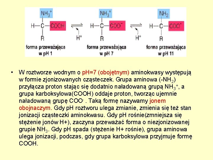  • W roztworze wodnym o p. H=7 (obojętnym) aminokwasy występują w formie zjonizowanych