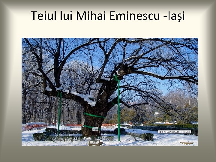 Teiul lui Mihai Eminescu -Iași 