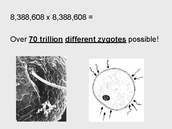 8, 388, 608 x 8, 388, 608 = Over 70 trillion different zygotes possible!