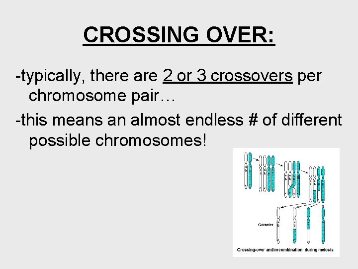 CROSSING OVER: -typically, there are 2 or 3 crossovers per chromosome pair… -this means