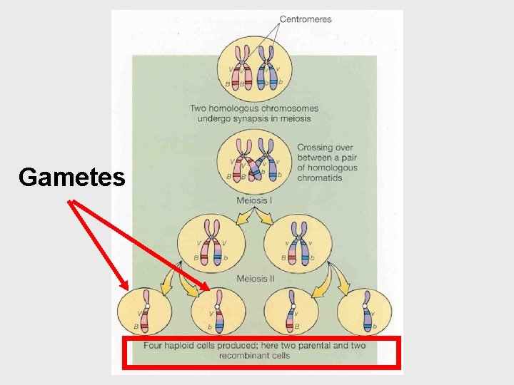 Gametes 