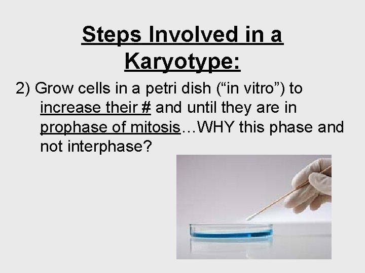 Steps Involved in a Karyotype: 2) Grow cells in a petri dish (“in vitro”)