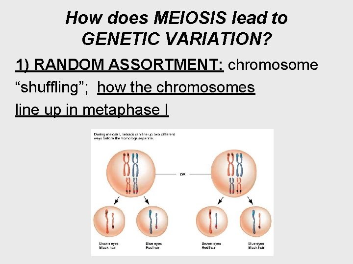 How does MEIOSIS lead to GENETIC VARIATION? 1) RANDOM ASSORTMENT: chromosome “shuffling”; how the
