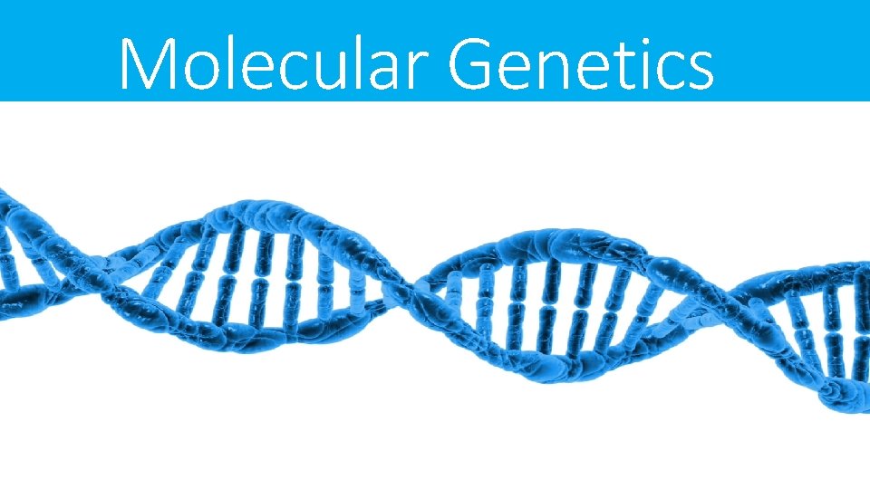 Molecular Genetics 