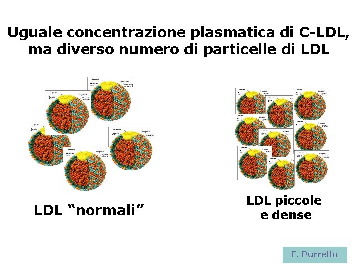 Uguale concentrazione plasmatica di C-LDL, ma diverso numero di particelle di LDL “normali” LDL