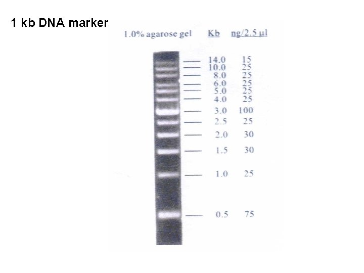 1 kb DNA marker 