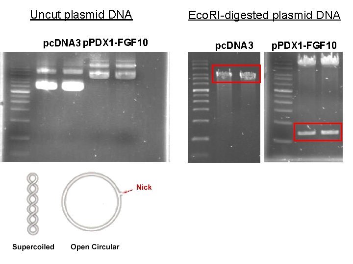 Uncut plasmid DNA pc. DNA 3 p. PDX 1 -FGF 10 Eco. RI-digested plasmid