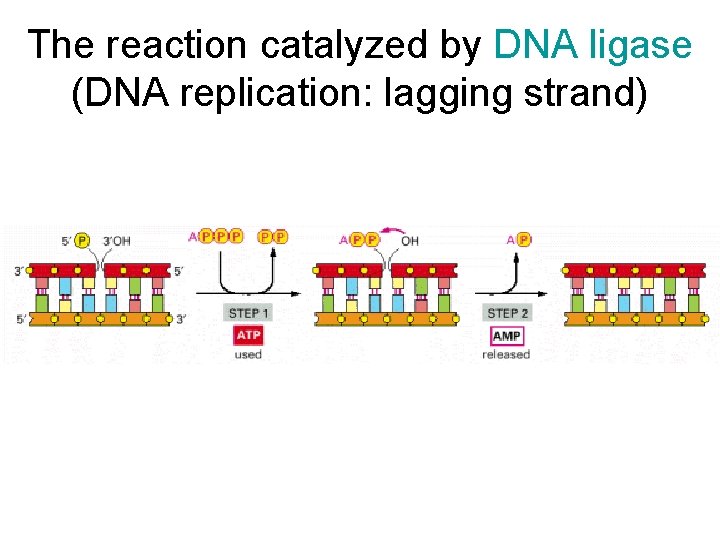 The reaction catalyzed by DNA ligase (DNA replication: lagging strand) 