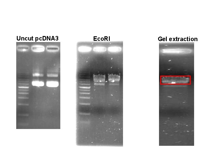 Uncut pc. DNA 3 Eco. RI Gel extraction 