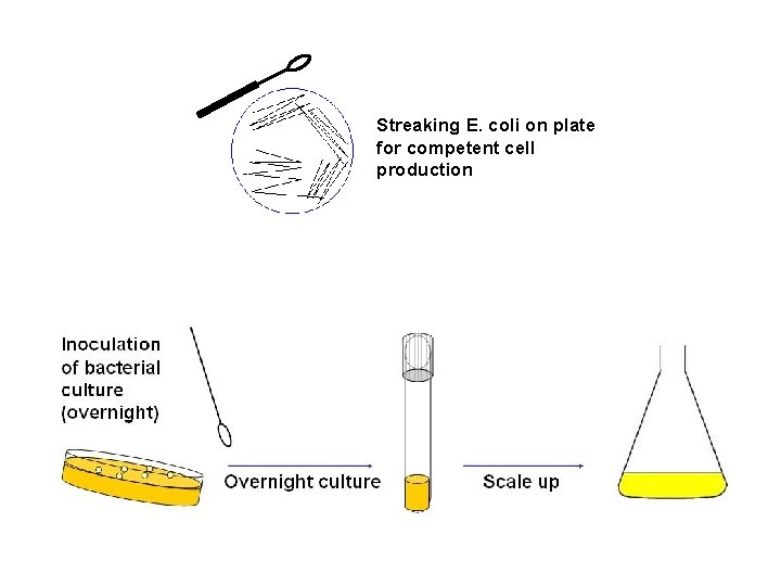 Streaking E. coli on plate for competent cell production 