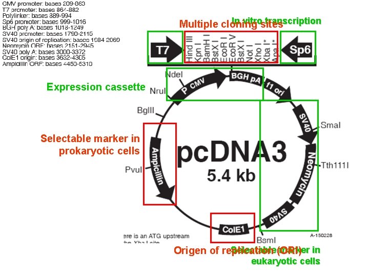 In vitrosites transcription Multiple cloning Expression cassette Selectable marker in prokaryotic cells Selectable (ORI)