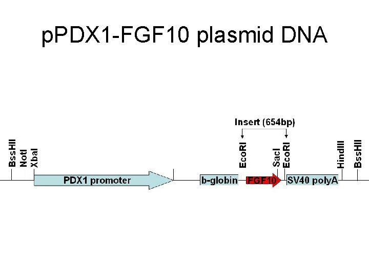 p. PDX 1 -FGF 10 plasmid DNA 