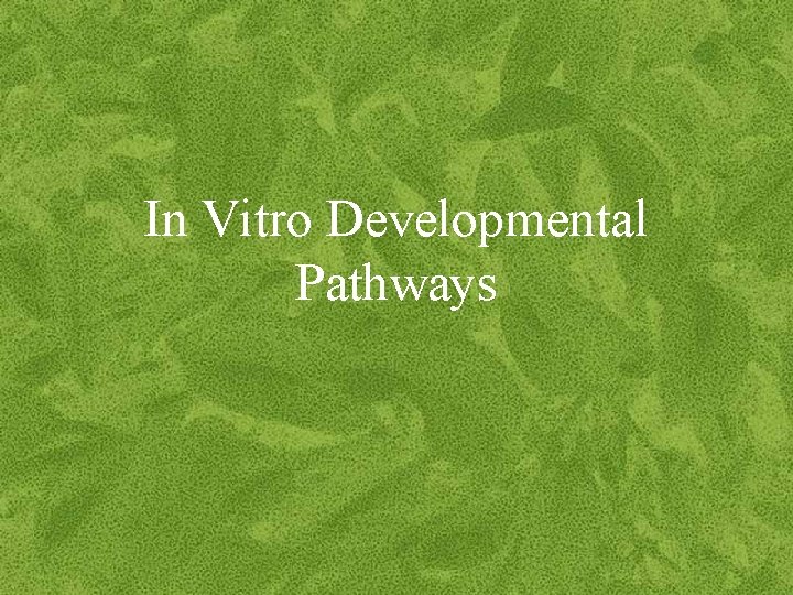 In Vitro Developmental Pathways 