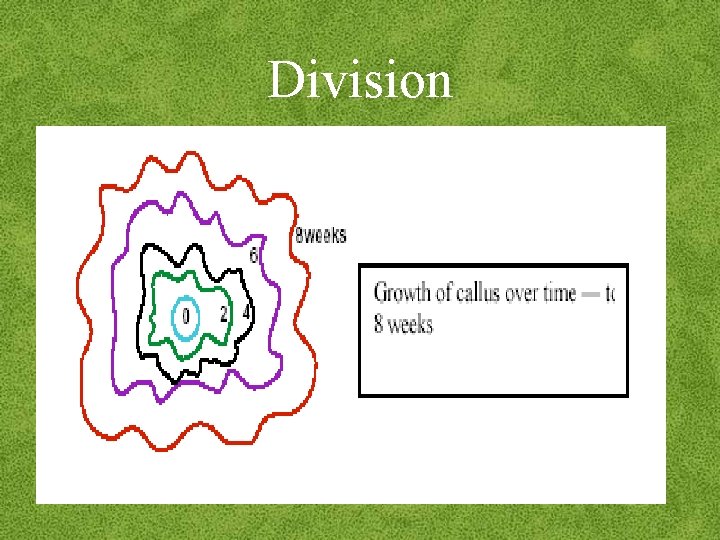 Division 