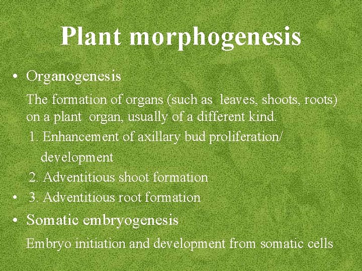 Plant morphogenesis • Organogenesis The formation of organs (such as leaves, shoots, roots) on