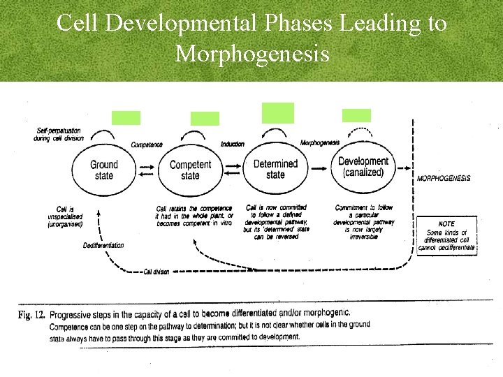 Cell Developmental Phases Leading to Morphogenesis 