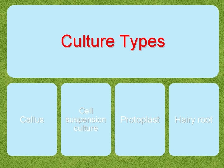 Culture Types Callus Cell suspension culture Protoplast Hairy root 