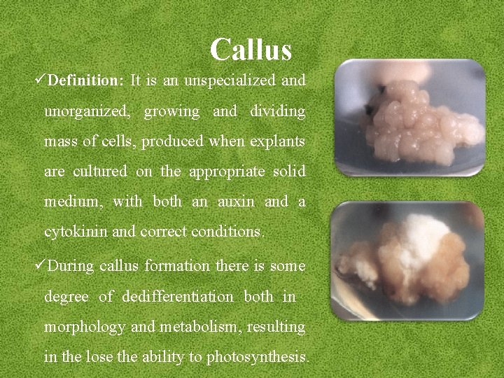 Callus üDefinition: It is an unspecialized and unorganized, growing and dividing mass of cells,