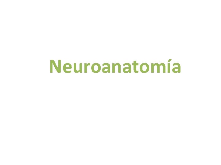 Neuroanatomía 