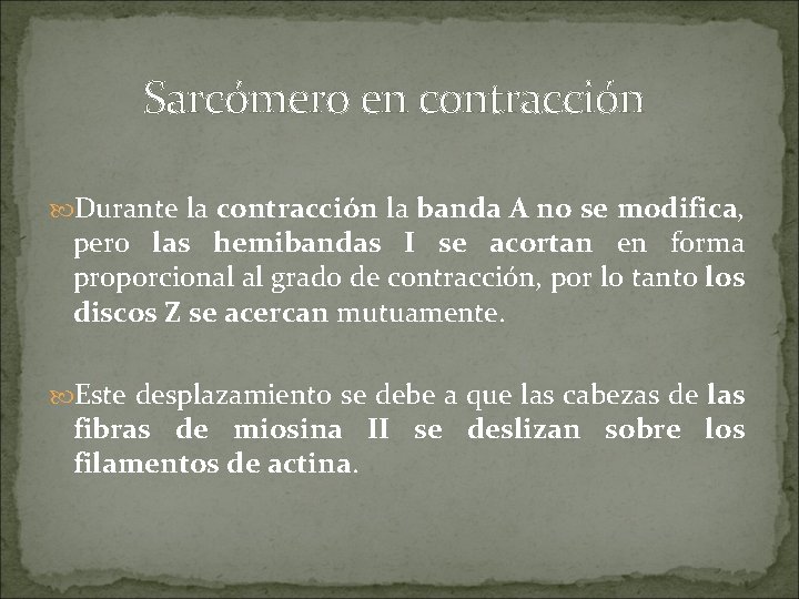 Sarcómero en contracción Durante la contracción la banda A no se modifica, pero las