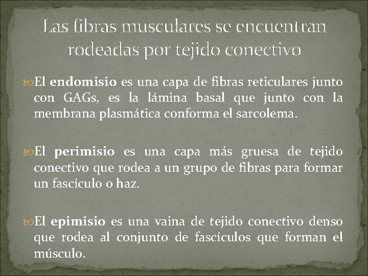 Las fibras musculares se encuentran rodeadas por tejido conectivo El endomisio es una capa