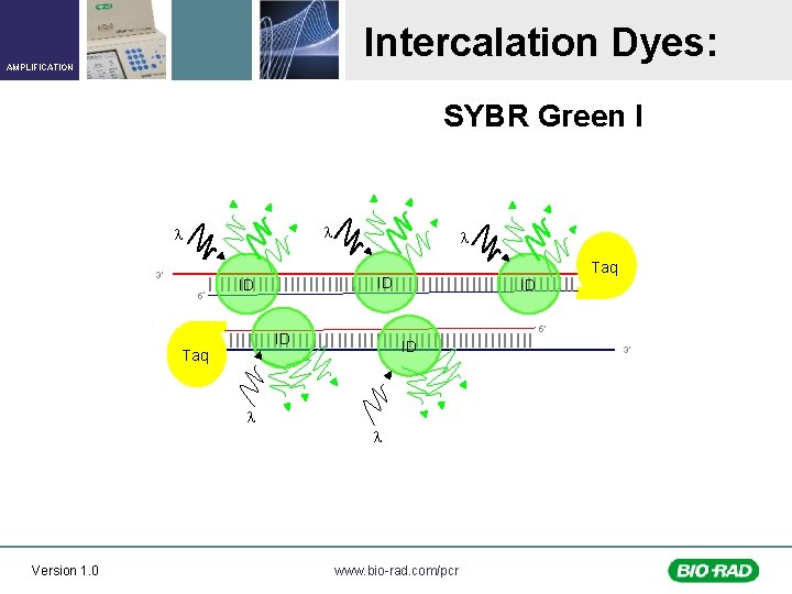 Intercalation Dyes: AMPLIFICATION SYBR Green I l l 3’ 5’ l ID ID ID