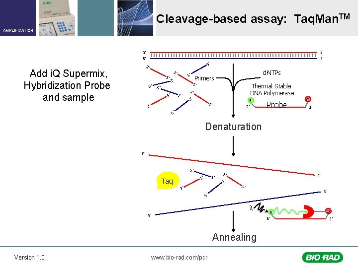 Cleavage-based assay: Taq. Man. TM AMPLIFICATION 5’ 3’ 3’ 3’ Add i. Q Supermix,