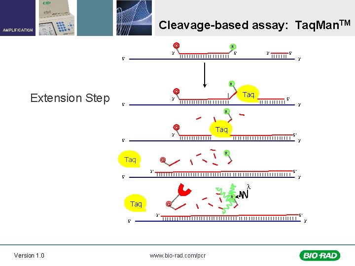 Cleavage-based assay: Taq. Man. TM AMPLIFICATION Q R 5’ 3’ 3’ 5’ 5’ 3’