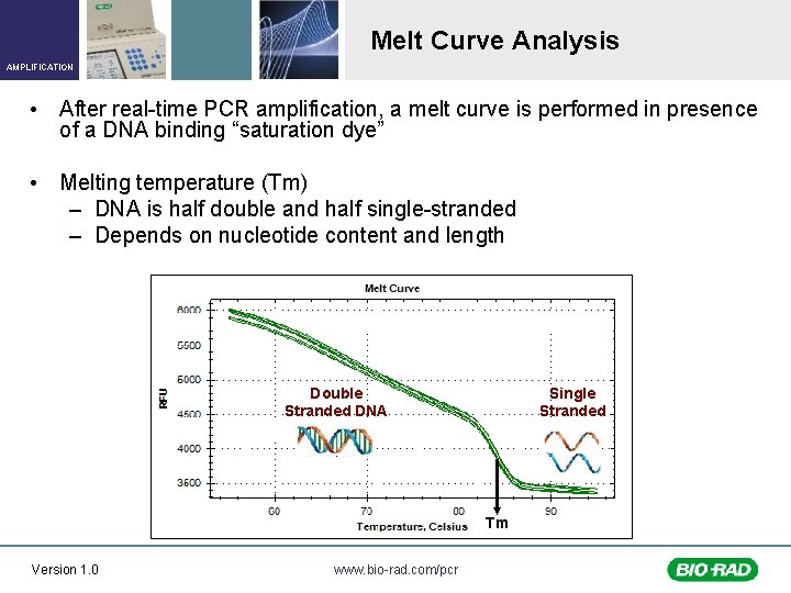 Melt Curve Analysis AMPLIFICATION • After real-time PCR amplification, a melt curve is performed