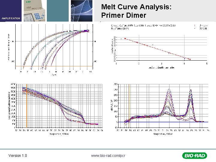 AMPLIFICATION Version 1. 0 Melt Curve Analysis: Primer Dimer www. bio-rad. com/pcr 
