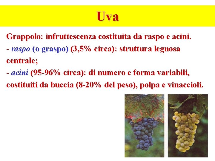 Uva Grappolo: infruttescenza costituita da raspo e acini. - raspo (o graspo) (3, 5% Uva Grappolo: infruttescenza costituita da raspo e acini. - raspo (o graspo) (3, 5%
