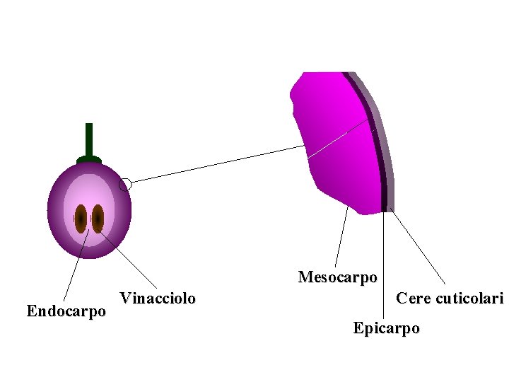 Mesocarpo Endocarpo Vinacciolo Cere cuticolari Epicarpo Mesocarpo Endocarpo Vinacciolo Cere cuticolari Epicarpo