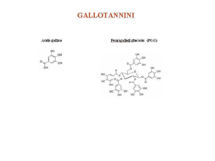 GALLOTANNINI GALLOTANNINI