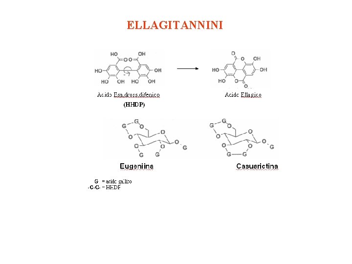 ELLAGITANNINI ELLAGITANNINI