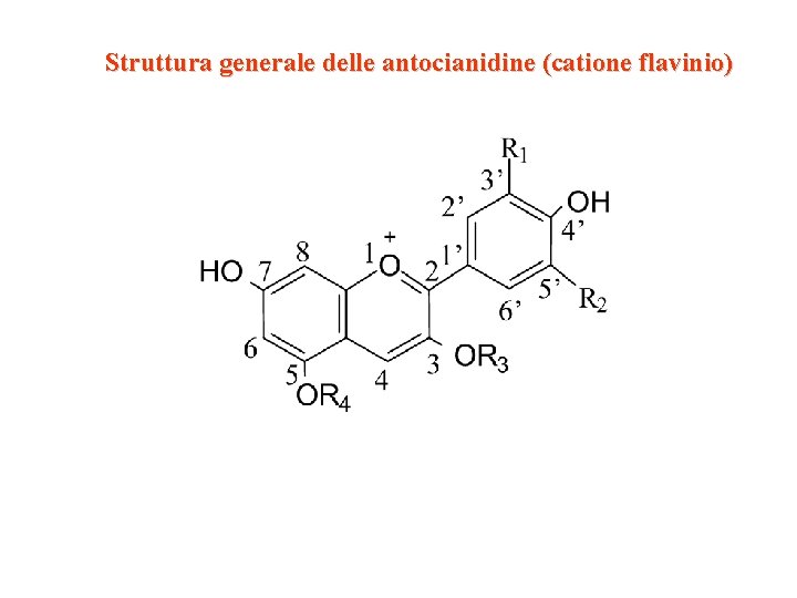 Struttura generale delle antocianidine (catione flavinio) Struttura generale delle antocianidine (catione flavinio)