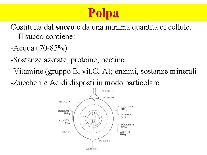 Polpa Costituita dal succo e da una minima quantità di cellule. Il succo contiene: Polpa Costituita dal succo e da una minima quantità di cellule. Il succo contiene: