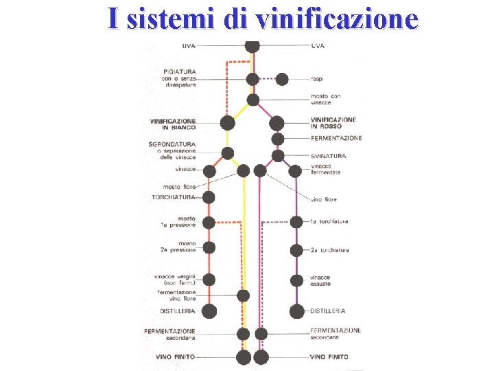 I sistemi di vinificazione I sistemi di vinificazione
