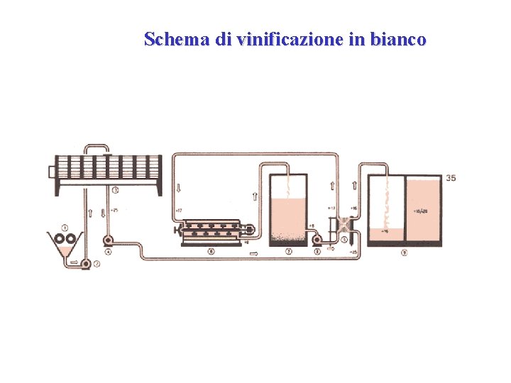 Schema di vinificazione in bianco Schema di vinificazione in bianco